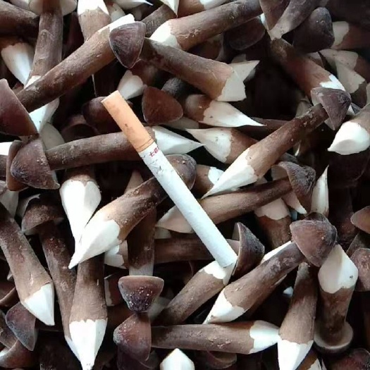 三江县 黑皮鸡枞菌1-4级