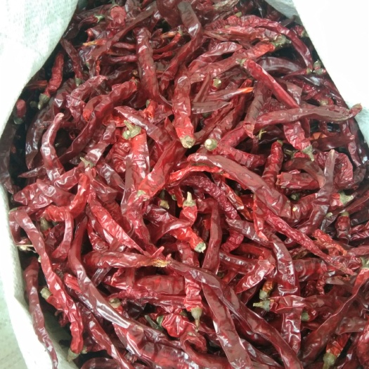 遵义二荆条干辣椒 贵州二荆条