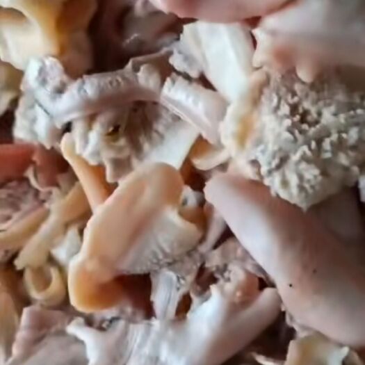 沅江市冷冻蚌肉 洞庭湖河蚌肉，可直接下锅