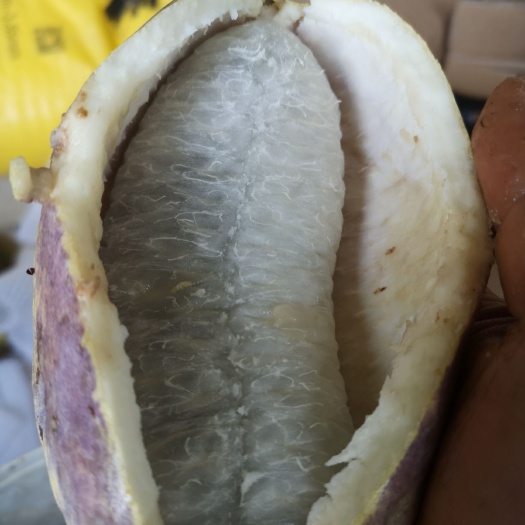 会同县八月瓜苗  正宗八月瓜黄良品种苗味道好产量高