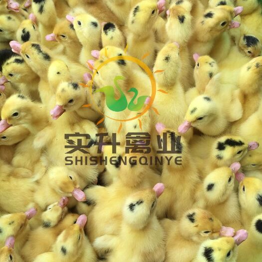 南宁 优质M18假西洋鸭苗