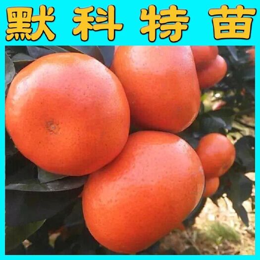 阳朔县默科特柑桔苗 少核默科特杂柑苗 品种保证 叶面清秀 根系发