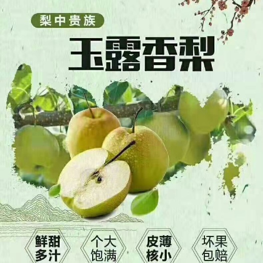 隰县姬玉露