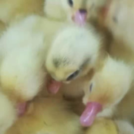 浏阳市鹅苗大三花鹅苗