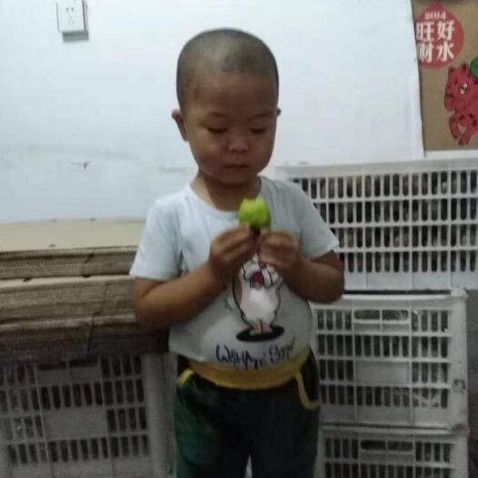 周至县亚特猕猴桃 100~120克