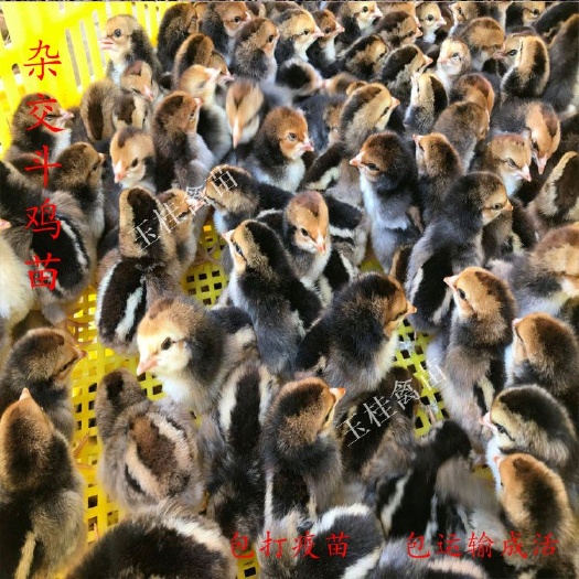 南宁 杂交斗鸡苗，改良斗鸡苗，肉用斗鸡苗
