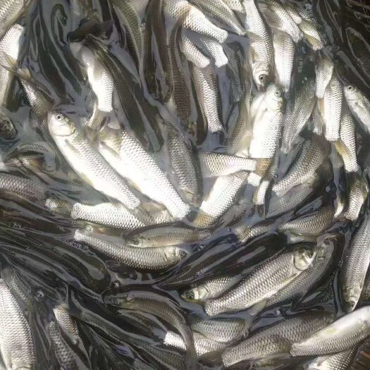  水库草鱼，成品鱼及鱼苗