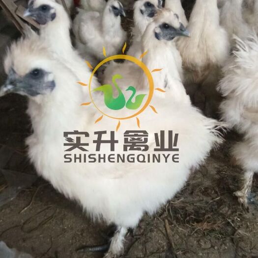 南宁 优质竹丝鸡苗 鸡苗购买 快大黄本地苗 土鸡苗供货商