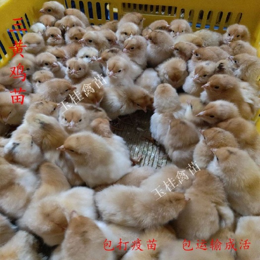 南宁 三黄鸡苗 土鸡苗 快大黄鸡苗 活体鸡苗