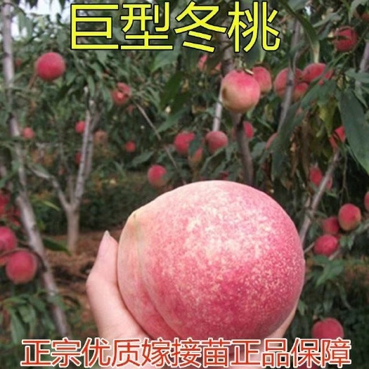 平邑县巨型冬桃苗  巨型冬桃桃树苗优质嫁接苗 基地直销 现挖现卖品种保证