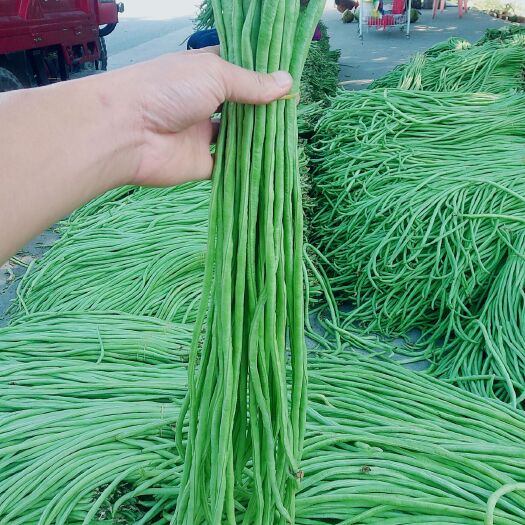 东方市豇豆 长豆角 架豆王   海南长豆角 产地精品长豆角供应 青