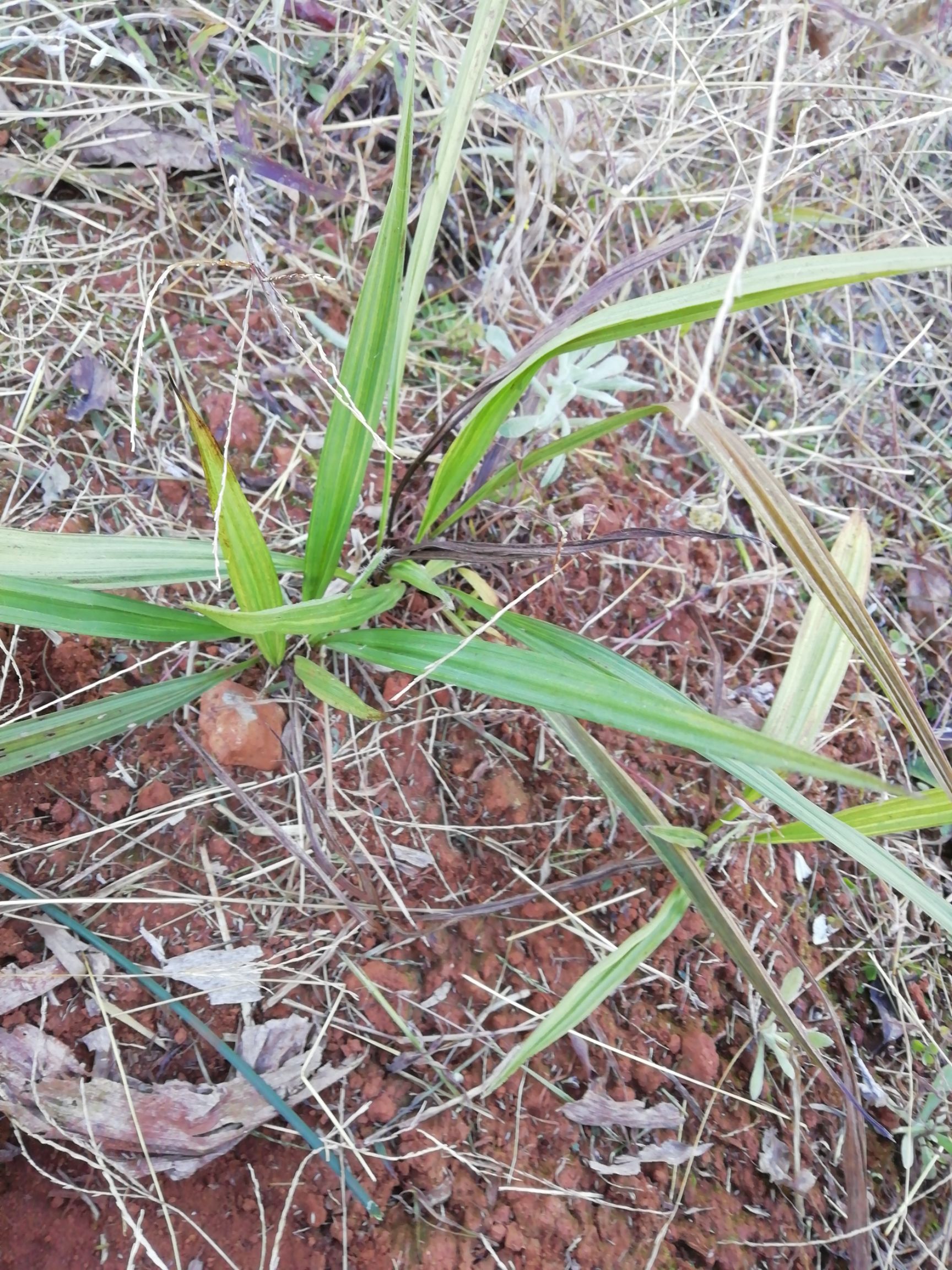 仙茅 溫腎,專治腎虛佳品.