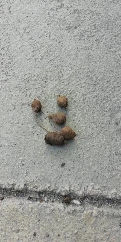 独山县 三叶青，不是白送不要钱。