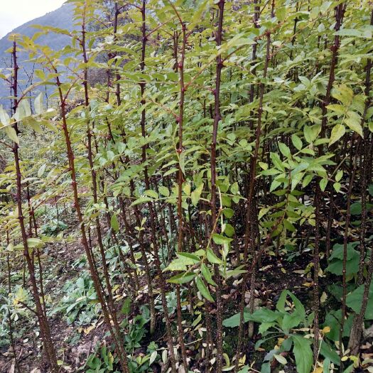 汉源县 红花椒花椒苗大量现货