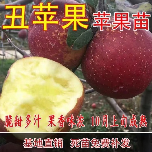平邑县冰糖心苹果苗  冰糖心丑苹果树苗优质嫁接苗口感好 基地直销包品种