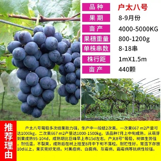 平邑县户太八号葡萄苗 现挖保湿发货 成活率高 死苗免费补发