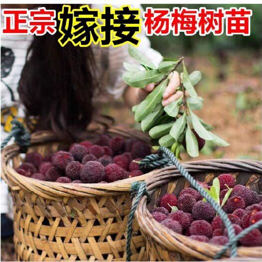 平邑县东魁杨梅树苗 正宗嫁接杨梅苗苗圃直供包成活包品种免费提供技术指导现挖现卖