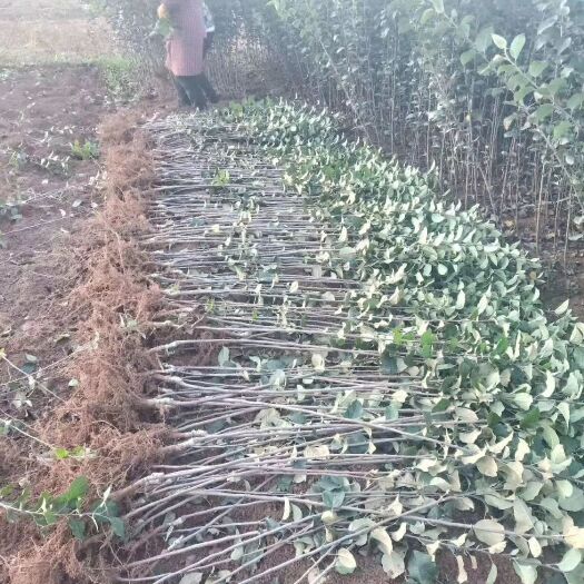 昭通红露苹果苗 红露