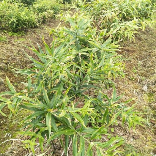 重庆市黄精种苗 优质川大黄精种茎一至三个芽，量大从优
