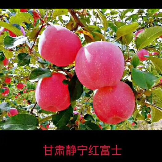 静宁县 静宁苹果，口感脆甜，耐储存