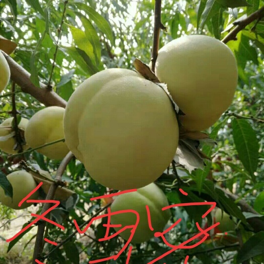 民权县冬桃苗  冬雪蜜桃苗，映霜红桃苗，李子苗，杏苗，