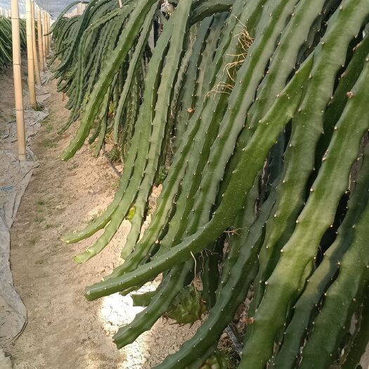 通道县 红心火龙果苗