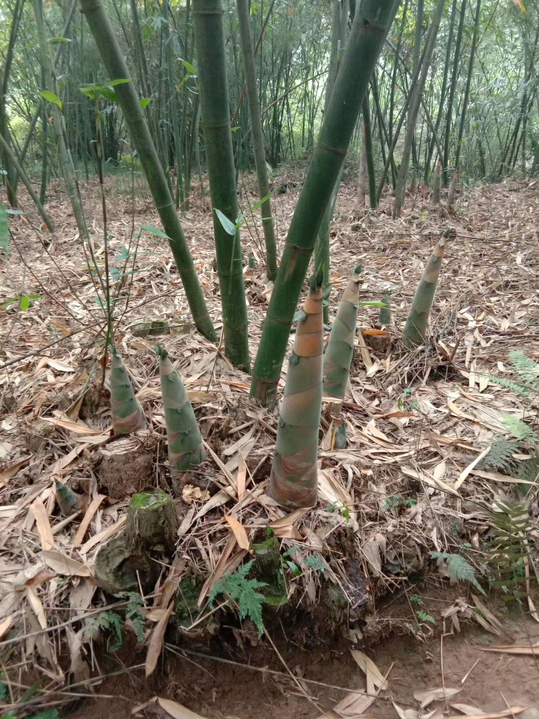  广东省清远市英德特产麻竹笋开味菜