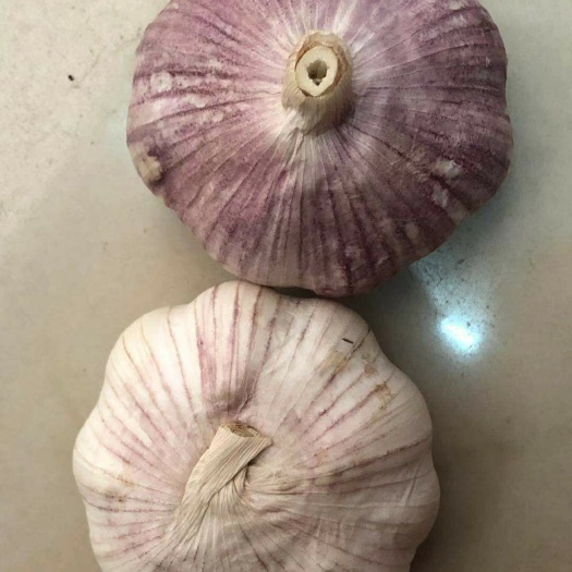 红皮蒜  个大饱满质优价廉期待你的合作