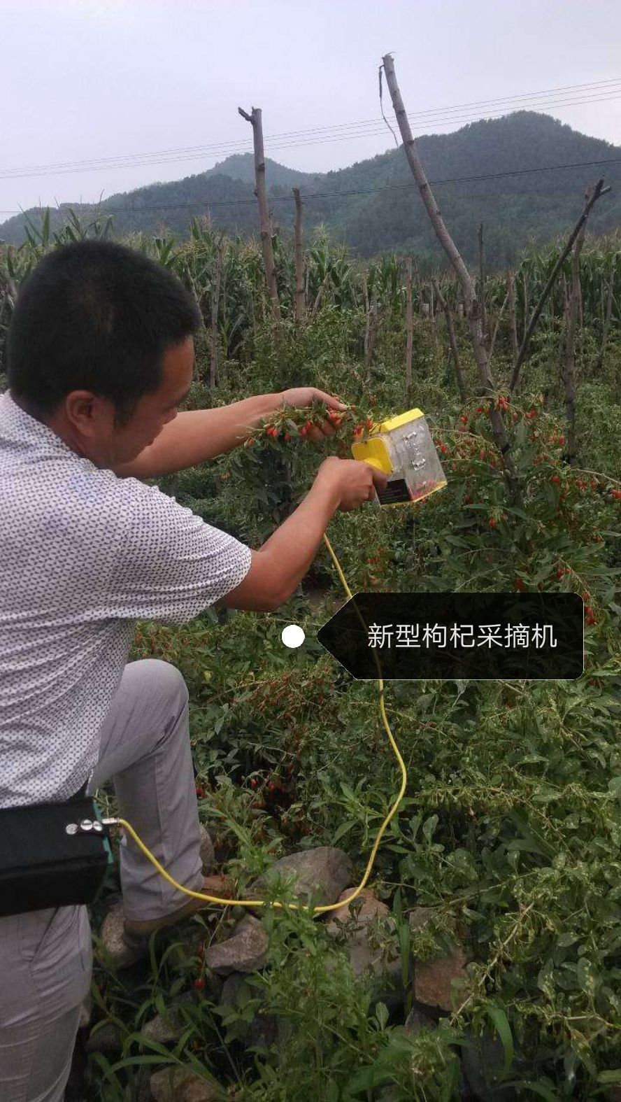 红枸杞苗 【产地直销】2-3年生  优质苗木 24小时发货