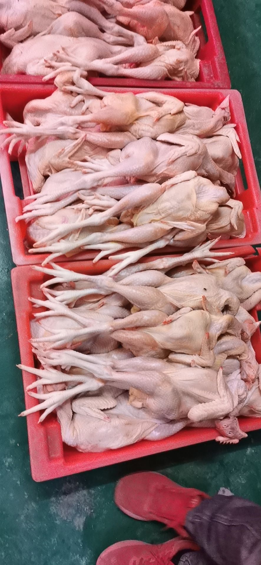 [白条鸡批发] 817白条鸡价格7元/斤 