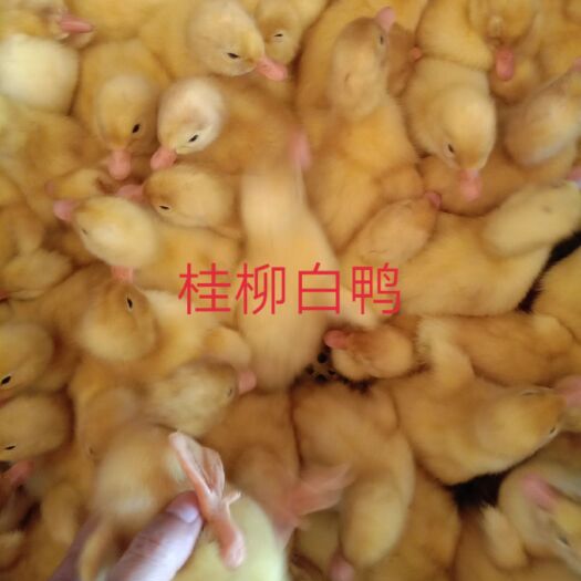 南宁白鸭苗  桂柳白鸭出壳苗200只起发货