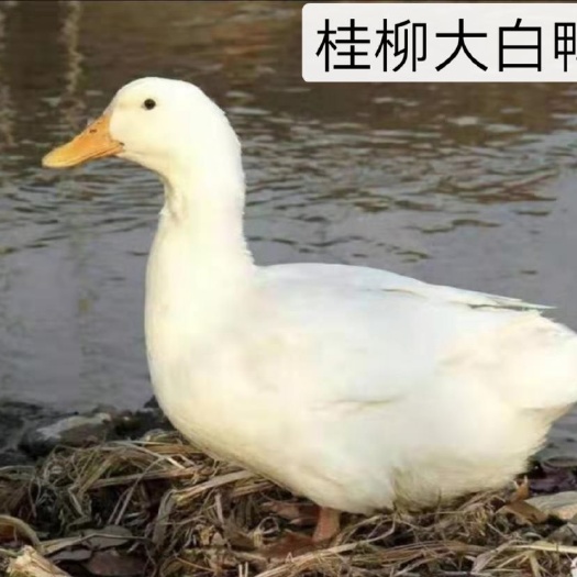 南宁桂柳鸭苗  桂柳大白鸭苗，45天出栏，厂家直销，质量保证，