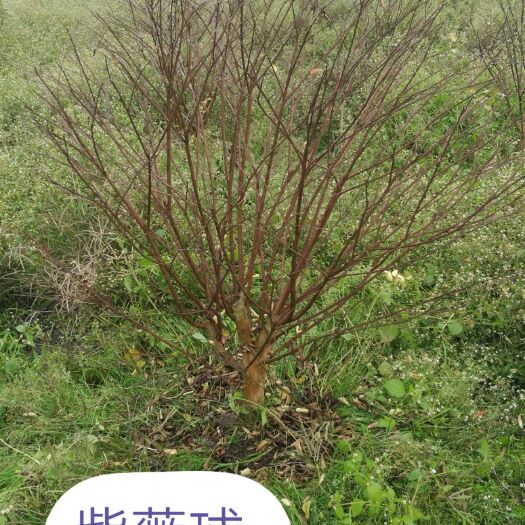 彭州市 紫薇球1-1.2米