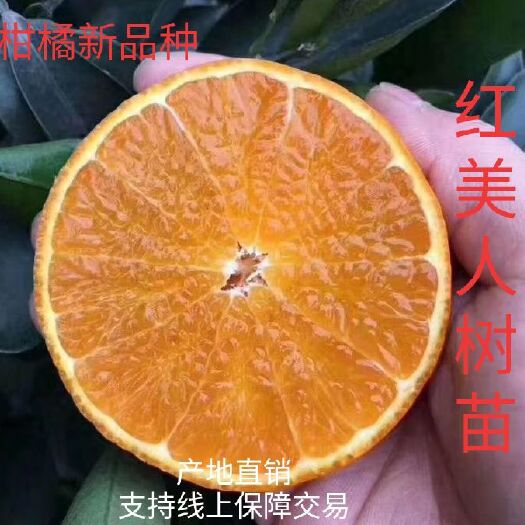 简阳市红美人柑桔苗  红美人柑橘苗，红美人苗，爱嫒28号苗，基地直