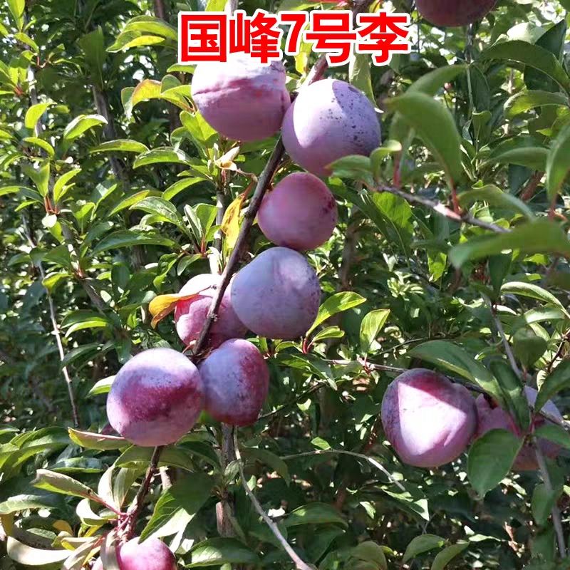 国峰7号李子苗  国峰七号李子苗 适合南北方种植 成活率高