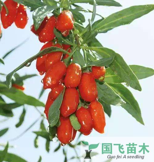 青龙县红枸杞苗 【产地直销】2-3年生  优质苗木 24小时发货