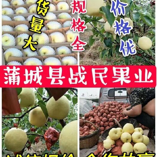 蒲城县蒲城酥梨—【套袋】规格齐全 产地直供 供商超批发