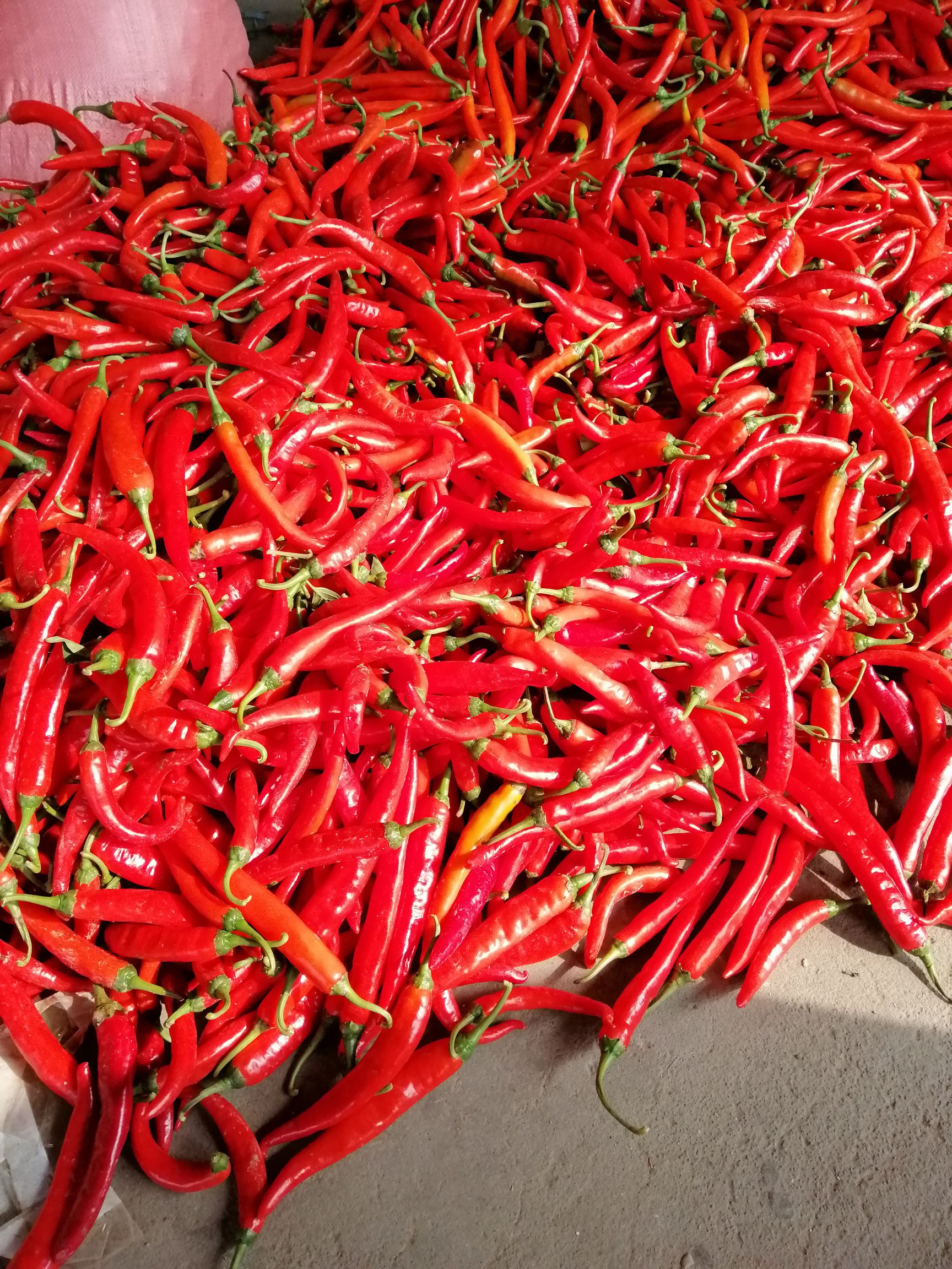  优质杭椒，美人椒，帮忙代收代发