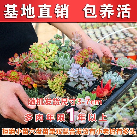 寿县 七彩多肉植物随机发货新人福利