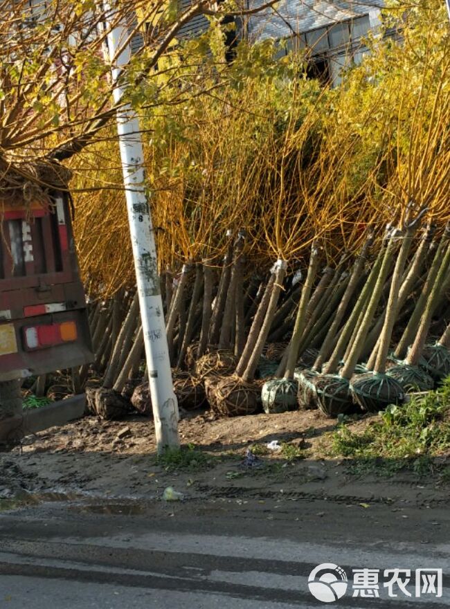 金槐  农户自销，一手货源，只要价格说的过去，我就敢卖，欢迎来电……