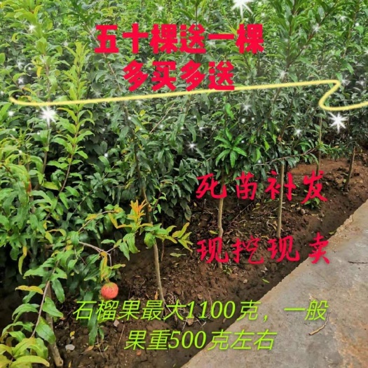 平邑县蒙阳红石榴苗 蒙阳红石榴 南北方种植 假一赔十 现货量大可签合同