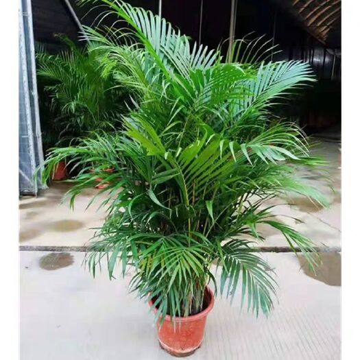 广州植间道散尾葵植物大型盆栽客厅办公室绿植凤尾竹散尾葵盆栽室内