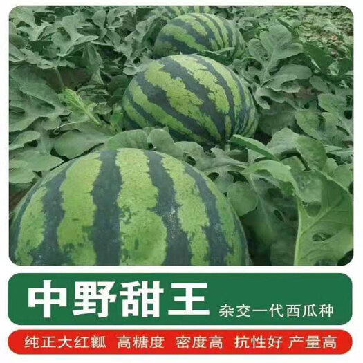 樟树市 全新甜王西瓜种子中野甜王早熟中熟红心育苗场专用原厂装200粒