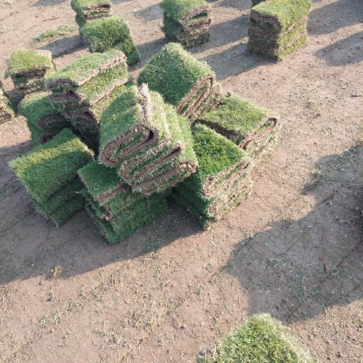广州马尼拉草皮 精品绿化草皮马尼拉草