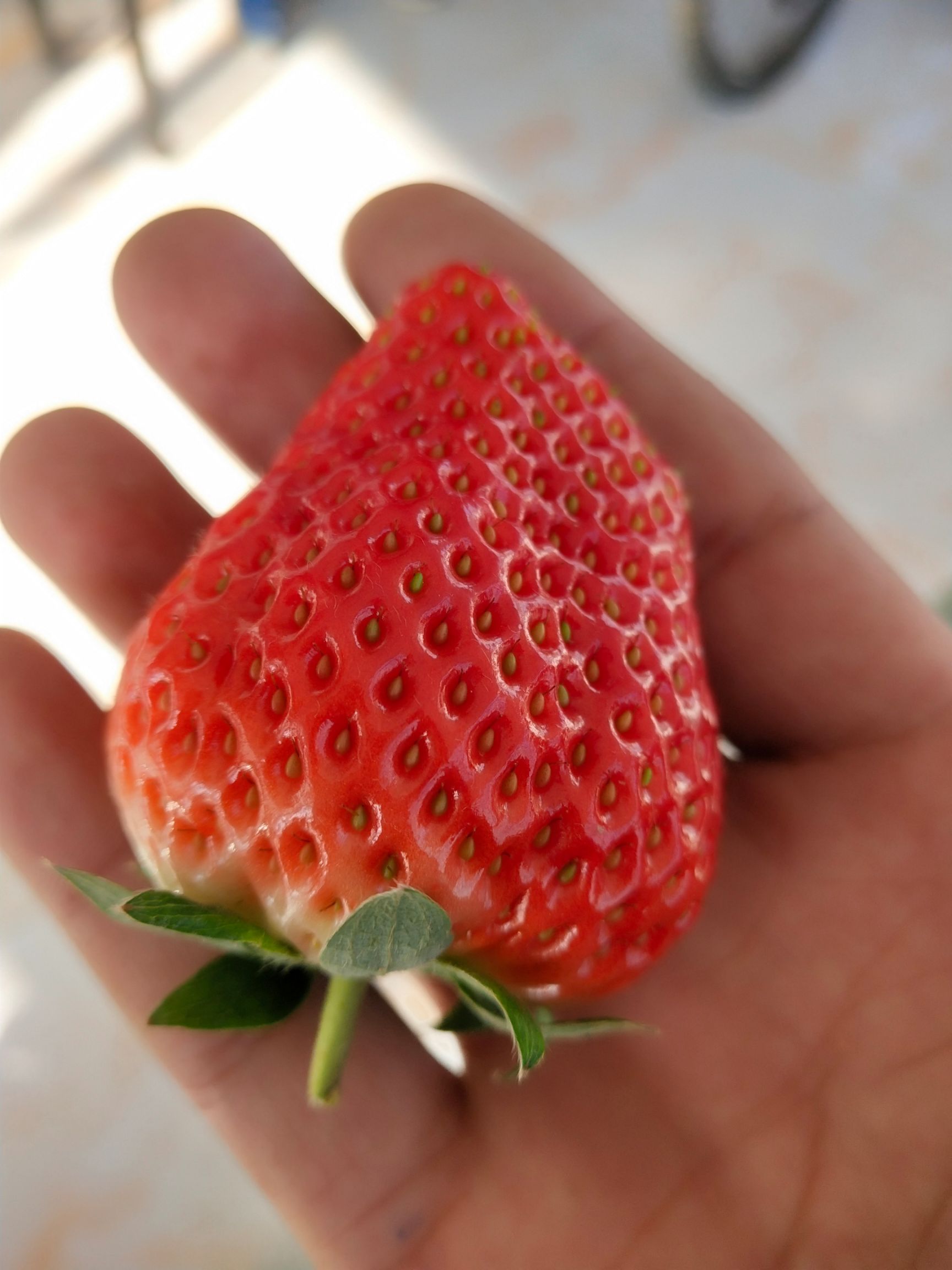  自家大棚草莓🍓个保个甜，无任何农药，🤰放心吃