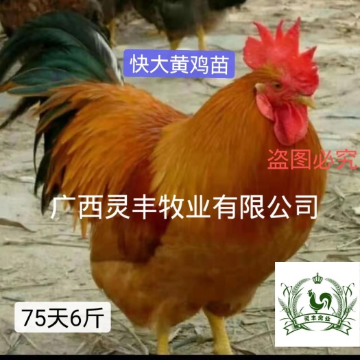 南宁快大黄鸡苗【高销量】 肉鸡苗，包打疫苗 包路损 假一赔十