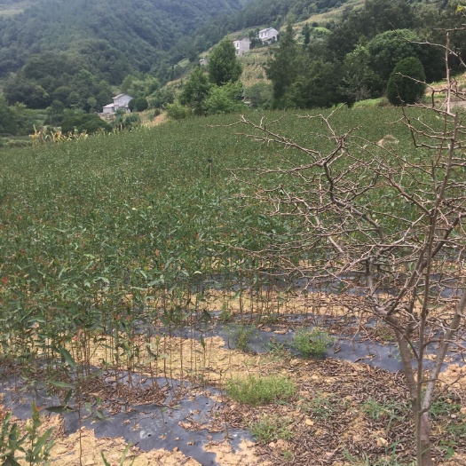 秭归县皱皮木瓜苗 皱皮木瓜是中国最好的药用木瓜品种