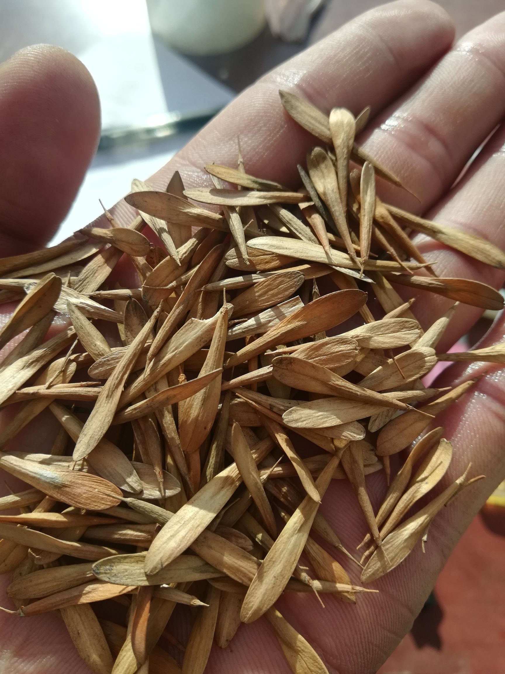 营口东北。白蜡种子。质量杠杠的。耐寒耐旱。