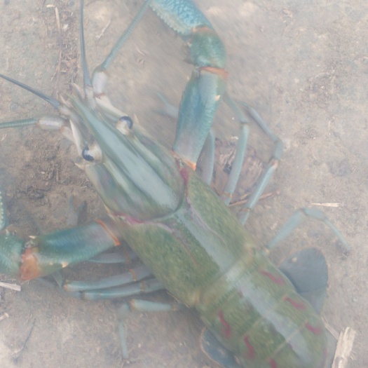 宜春 澳洲淡水龙虾