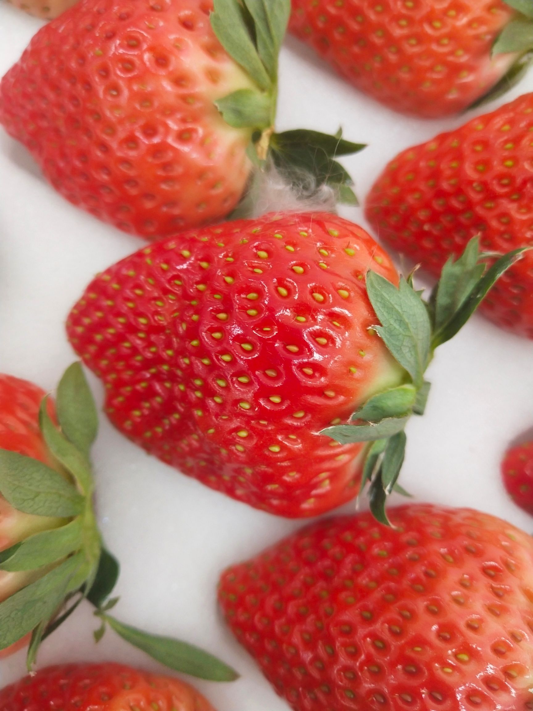  自家大棚草莓🍓个保个甜，无任何农药，🤰放心吃